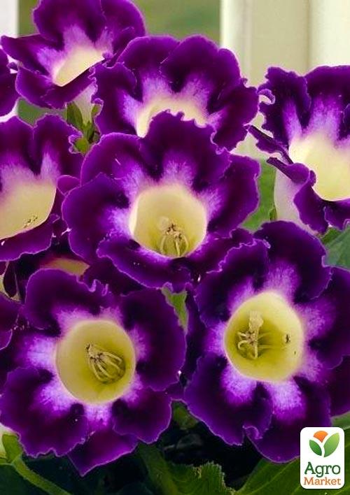 Глоксиния "Hollywood" 1шт в упаковке