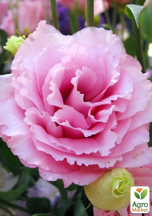 Эустома махровая "Super Magic Rose" укорененная в контейнере Р9