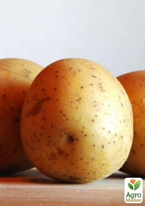 Картофель "Лусинда" семенной среднеспелый (на пюре, 1 репродукция) 1кг - фото 2