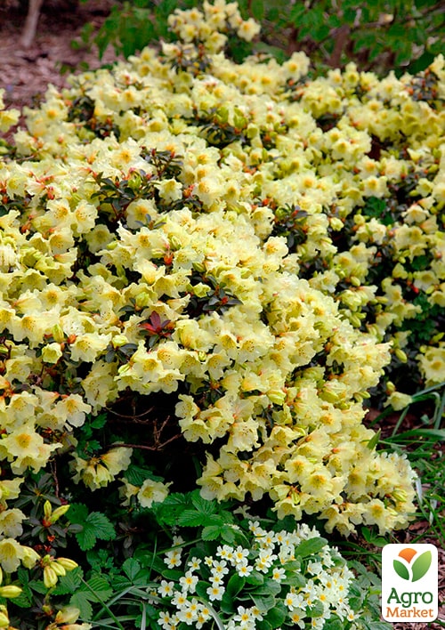 LMTD Рододендрон цветущий 2-х летний "Curlew" (высота 20см) - фото 6