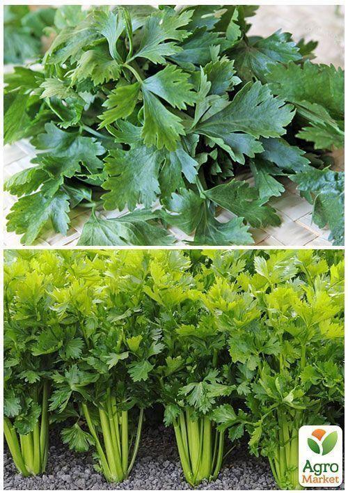 На вагу Селера листова ТМ "Весна" ціна за 2г - фото 4