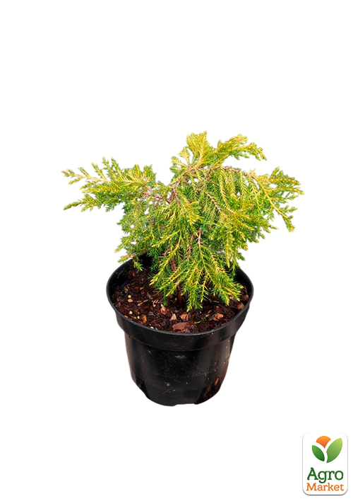 Можжевельник средний "Gold Star" С2, диаметр 20-30см - фото 4