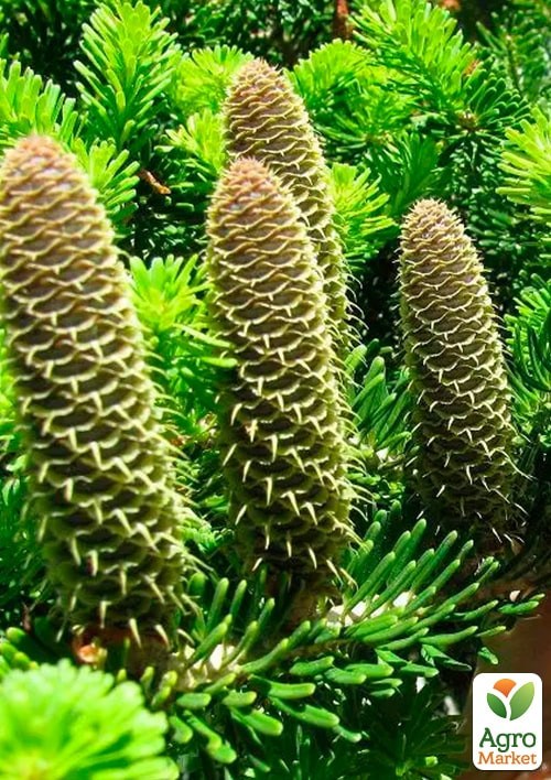 Ялиця Біла (Abies Alba) горщик P9 - фото 2