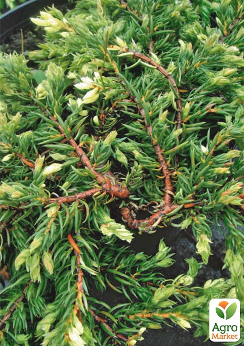Можжевельник обыкновенный "Spotty Spreader" C2, диаметр 25-30см - фото 5