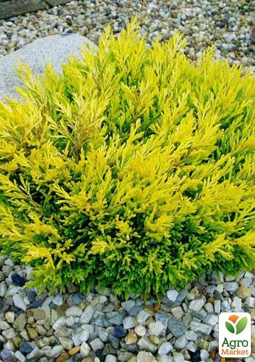 Ялівець горизонтальний "Лаймглоу" (Limeglow) горщик P9