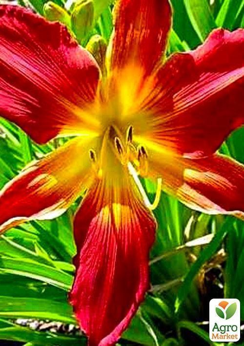 Лілійник "Open Heart" 1шт в упаковці