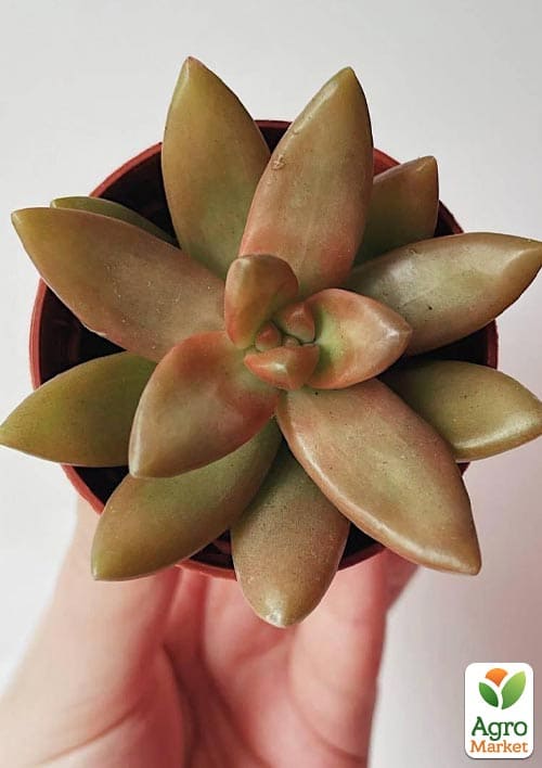 Очиток "Нуссбаумера" (Sedum nussbaumerianum) - фото 3