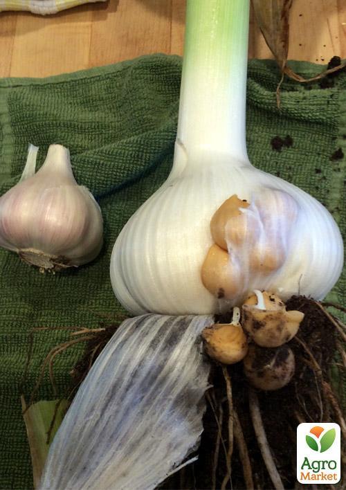 Цибуля-часник "Рокамболь", повітряні цибулинки (бульбочки) 10шт - фото 4