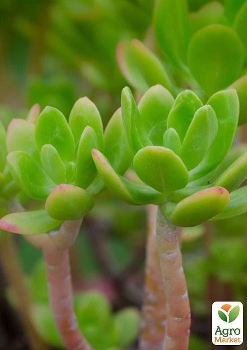 Крассула "Денежное деревцо" (Crassula Ovata) дм 25 см выс. 45 см