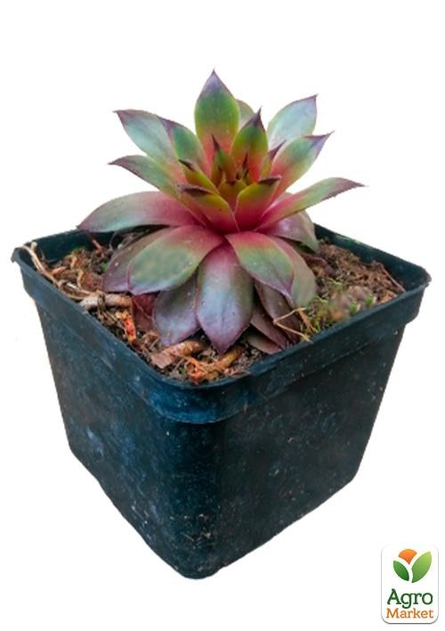 Молодило гибридное "Lipari" - фото 3