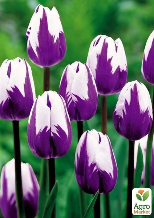 Тюльпан "Bluberry Ripple" 1шт в упаковке