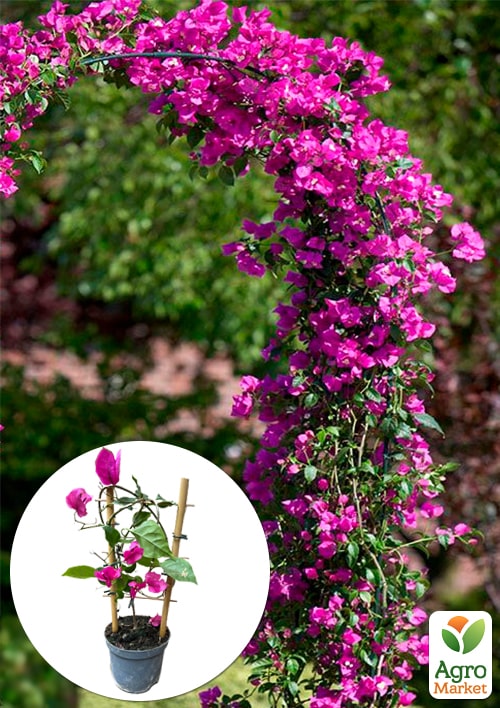 Бугенвиллия Бразильская - фото 5