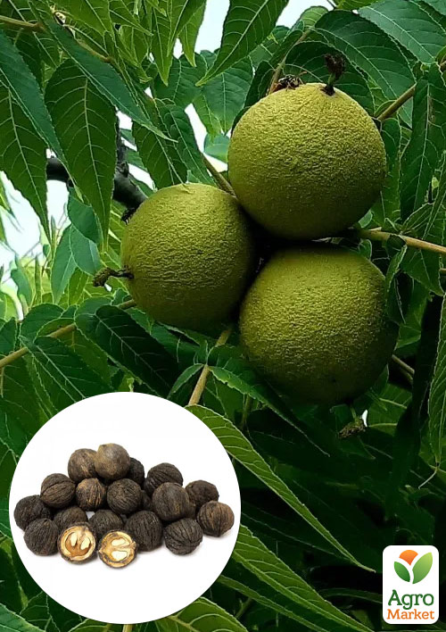 Чорний горіх 2-річний "Thomas" (Juglans nigra)