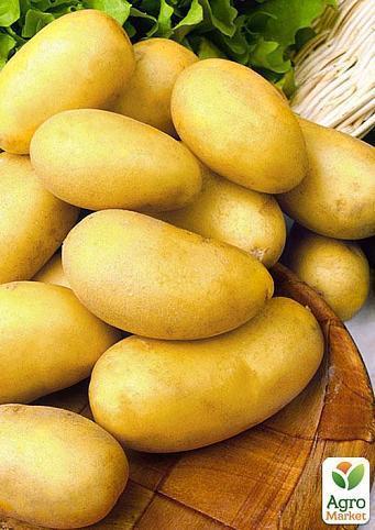 Насіннєвий среднепоздний картопля "Челенджер" (на жарку, 1 репродукція) 3 кг
