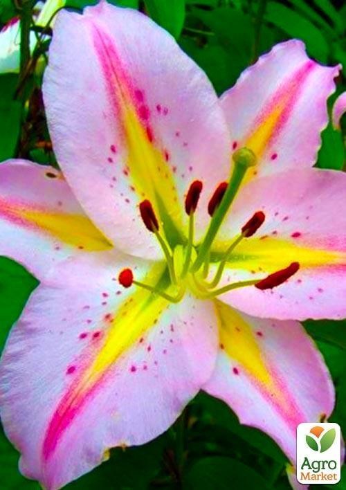 Лілія "Mondriaan" 1шт в упаковці