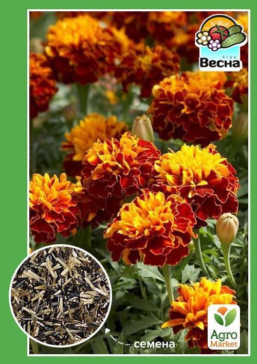 Бархатцы "Медовые соты" ТМ "Весна" 0.3г