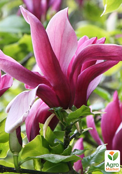 Магнолия 4-х летняя лилиецветная "Nigra" (высота 110-150см) - фото 3