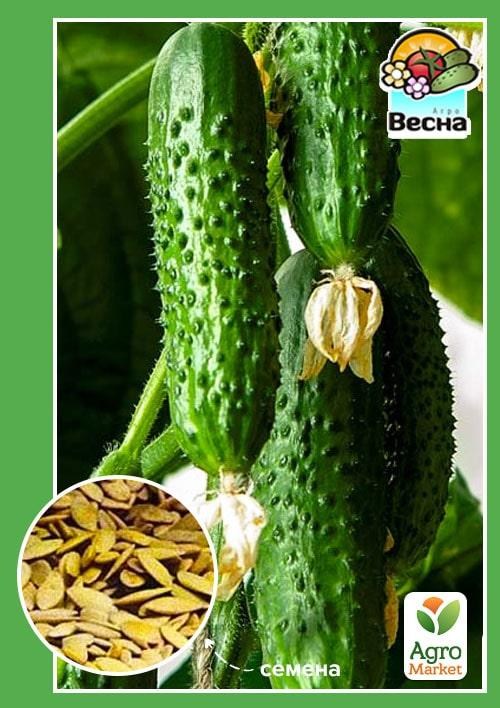 Огірок "Лютий" (Новий пакет) ТМ "Весна" 0.2г