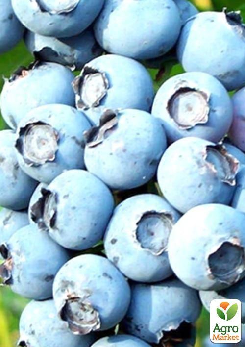 Лохина (чорниця садова) середня "Блюкроп" (Bluecrop) (середній термін дозрівання, дуже стійкий до хвороб, посухи та морозів) - фото 5
