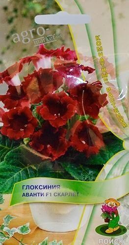 Глоксиния "Аванти F1 скарлет" ТМ "Поиск" 5шт