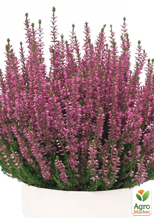 Вереск обыкновенный "Frosien" - фото 6