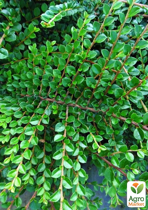 Кизильник Даммера "Major", С2 - фото 2