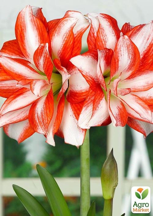 Амариллис "Exotic Peacock" 1шт в упаковке