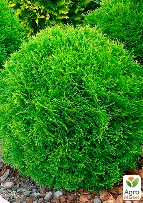 Туя західна "Danica" (контейнер Р9, висота 10-12 см) - фото 2