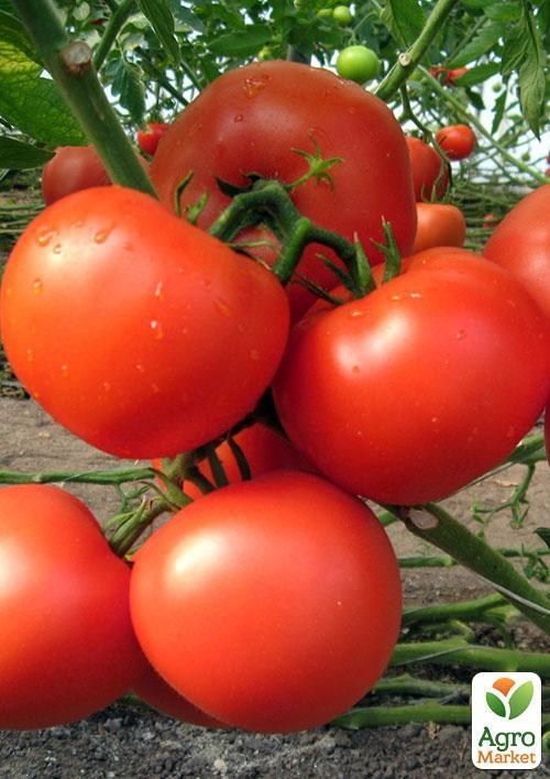 Томат "Гибрид Тарасенко" (в банке) ТМ "Весна Органик" 2г