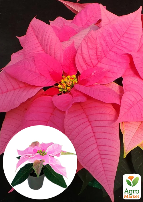 Пуансеттия "Dark Pink" (Рождественская Звезда)