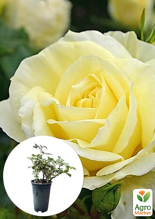 Роза в контейнере чайно-гибридная "Limona" (саженец класса АА+)