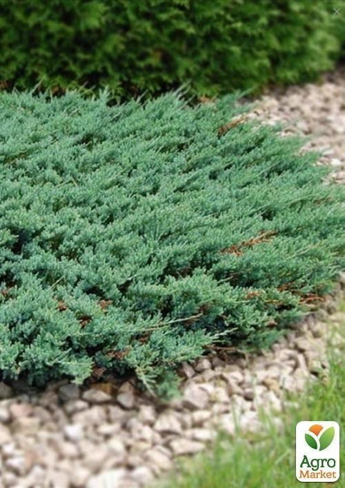 Ялівець горизонтальний `Glacier` контейнер 1л