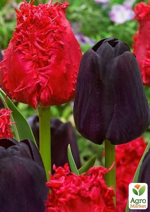 Тюльпаны Микс (Elite) "Арабская Ночь" 