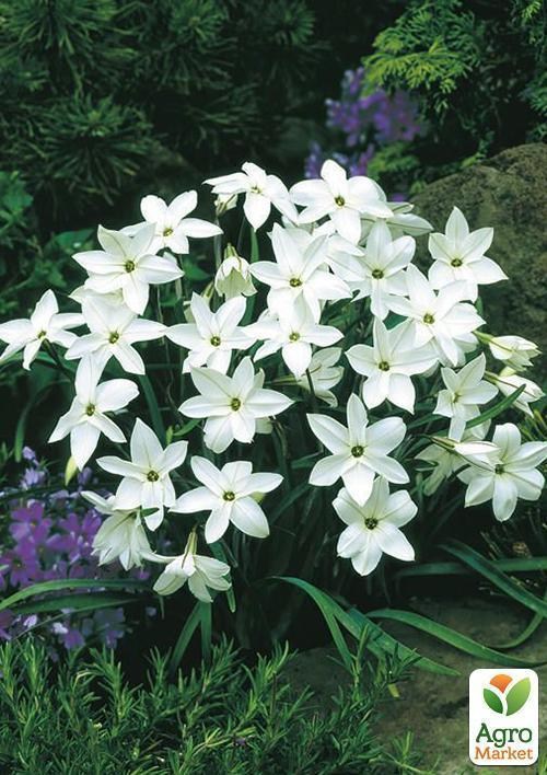 Мелкий опт! Ифейон "Alberto Castillo" 50шт в упаковке