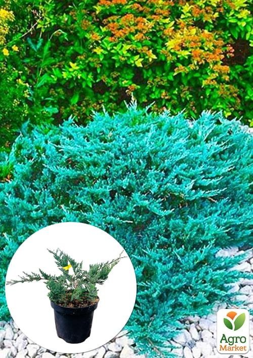 Можжевельник горизонтальный "Blue Chip" C2, диаметр 15-20см