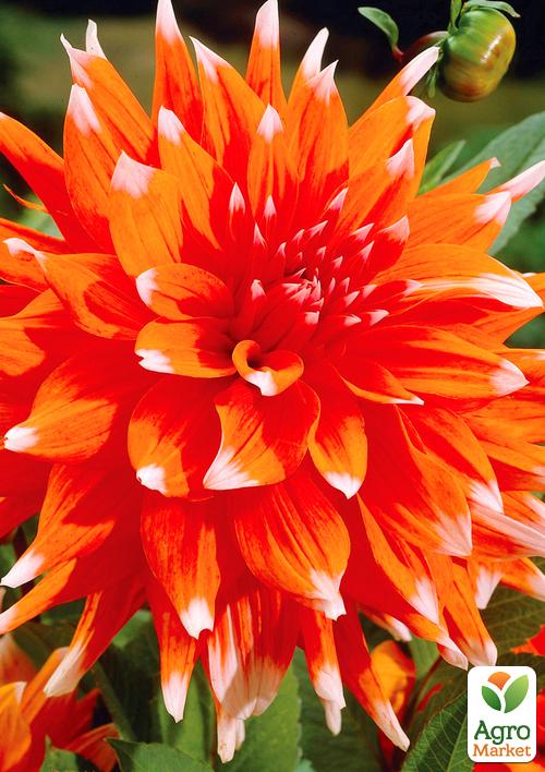 Жоржина "Color Spectacle" 1шт в упаковці