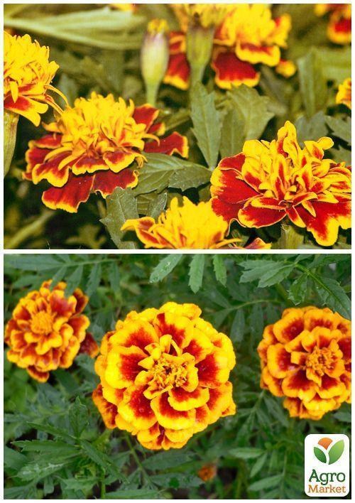 На развес Бархатцы "Спрей петит" ТМ "Весна" цена за 2г - фото 4