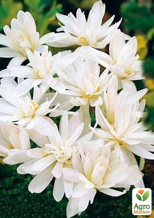 Колхикум "Alboplenum" 1шт в упаковке