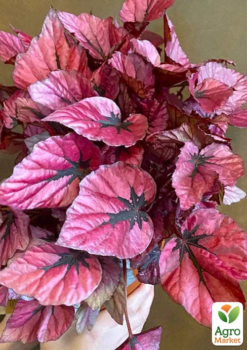 Бегония королевская REX "Indian Summer" 20-30см