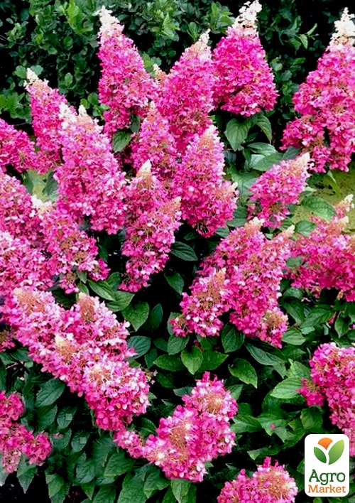 Гортензія волотиста "Pinky Winky" вазон Р9 - фото 5