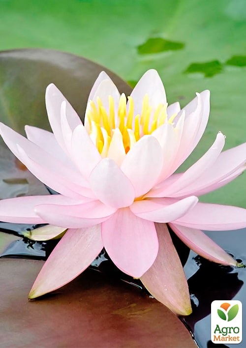 Нимфея "Корнея кораловая" - фото 2