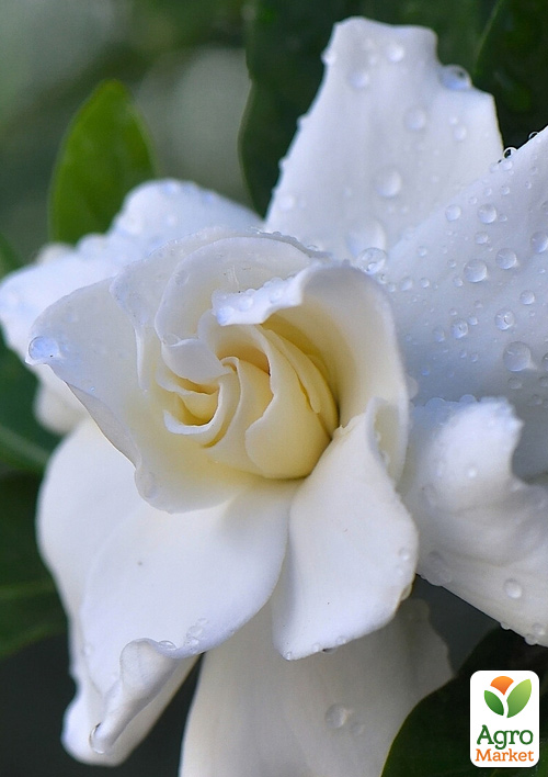Гарденія жасминоподібна "The first love" (Gardenia jasminoides) - фото 5