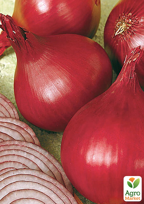 Голландська цибуля-сівок 0.5кг (арбажейка) середньостигла, червона "ROBIN" - фото 4