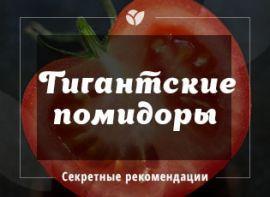 Полив и подкормка для гигантских томатов