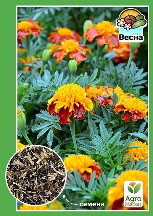 Чорнобривці "Голд КОПФ" ТМ "Весна" 0.3г