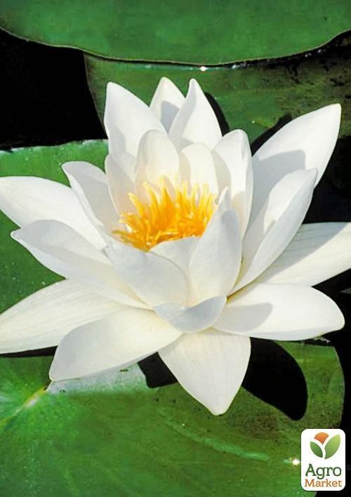 Нимфея "Альба"