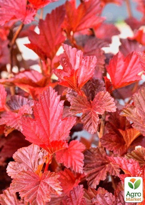 Пузыреплодник калинолистный "Andre" С2, высота 20-40см - фото 4