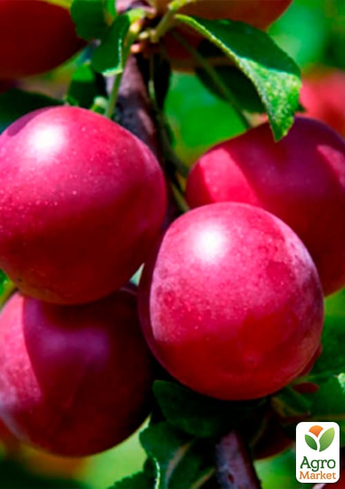 Сливово- вишневый гибрид "Компас" 1саженец в упаковке. - фото 2