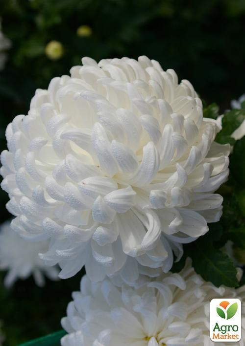 Хризантема зрізна "Ribonet"