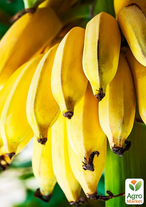 Банан кімнатний "Київський суперкарлик" - фото 2